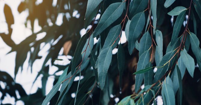 IV Hydration & Vitamin Booster Injections