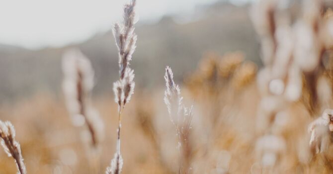 IV Hydration & Vitamin Booster Injections